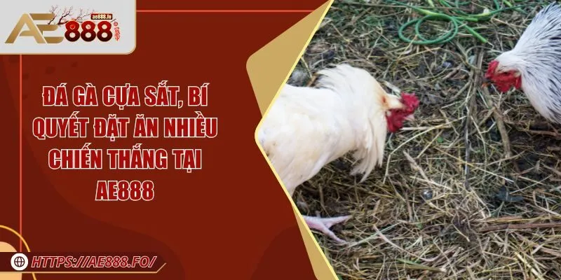 đá gà cựa sắt