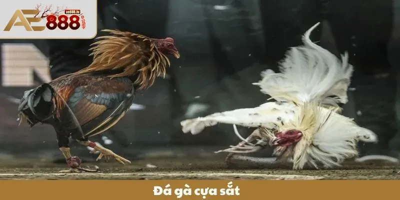 Đá gà cựa sắt tại sân chơi trực tuyến có gì hấp dẫn 
