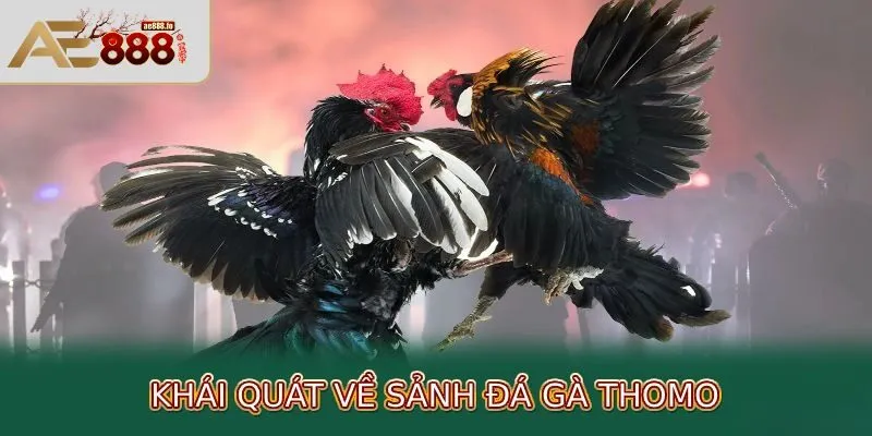 Giới thiệu nền tảng đá gà Thomo