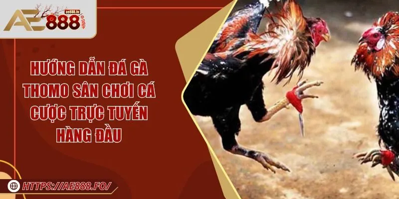 Đá gà Thomo